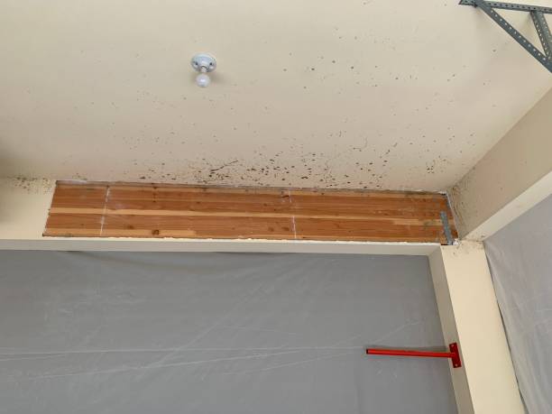 Best Black Mold Removal  in USA